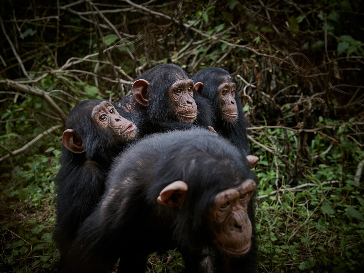 Democratic Republic of Congo. Lwiro Primate Rehabilitation.