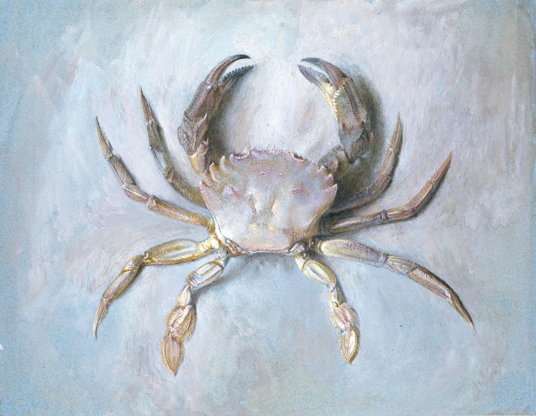 John Ruskin (1819–1900) Study of a Velvet Crab, c. 1870–1 Graphite, watercolour & bodycolour on grey-blue paper, 24.5 × 31.5 cm