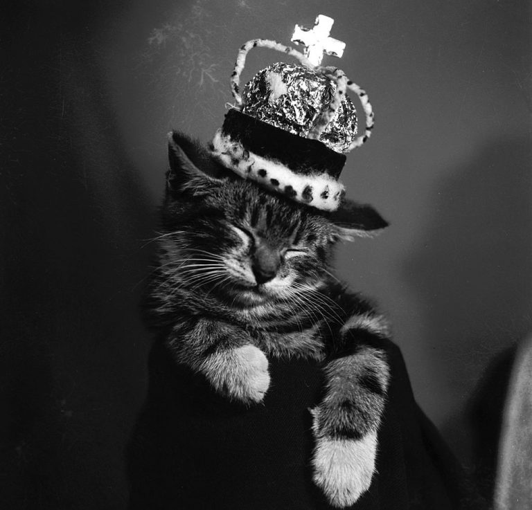 Cat awards 2022
