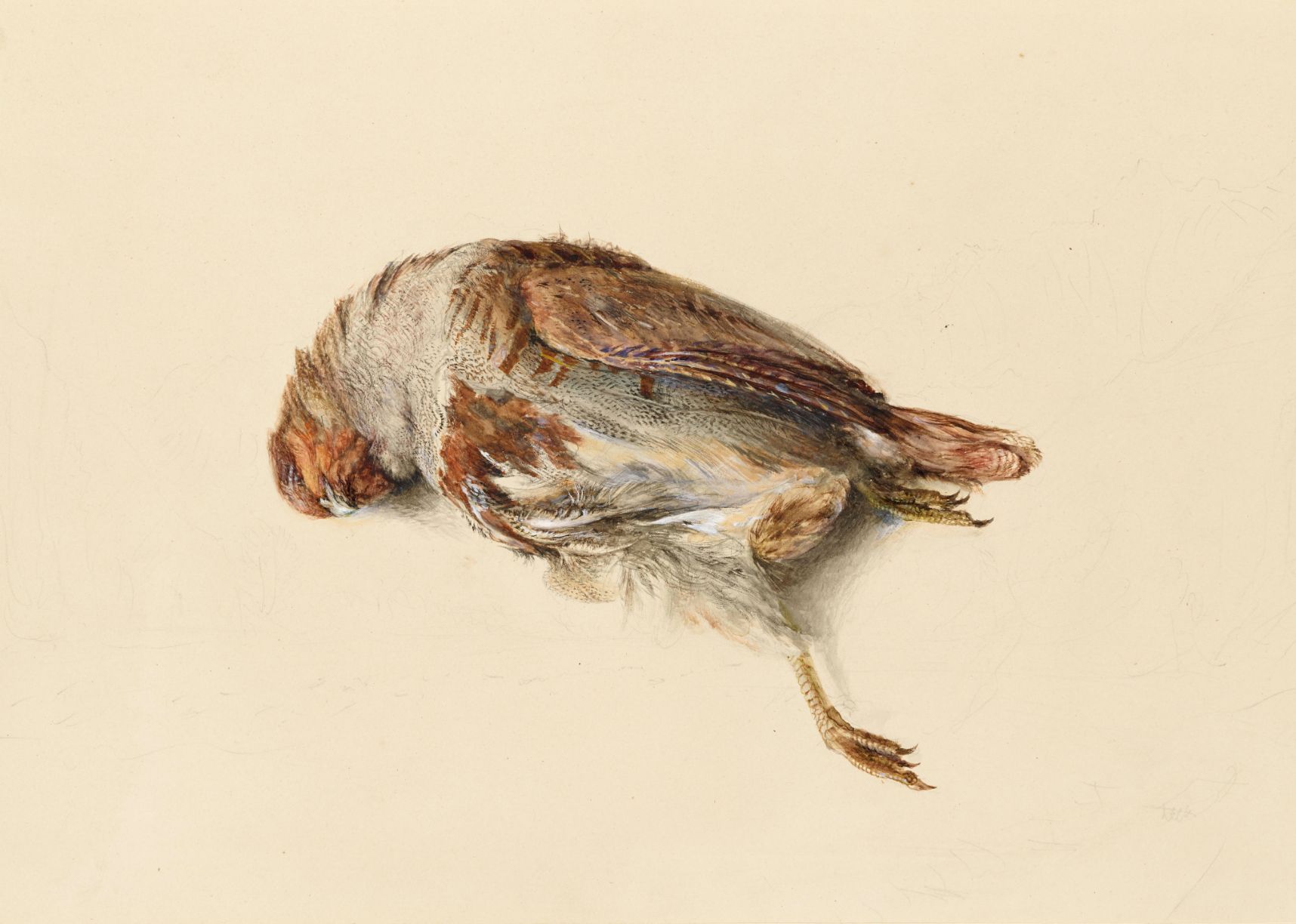 John Ruskin (1819–1900) Study of the Plumage of a Partridge, 1867 Watercolour and bodycolour over graphite on card, 28.2 × 39.9 cm