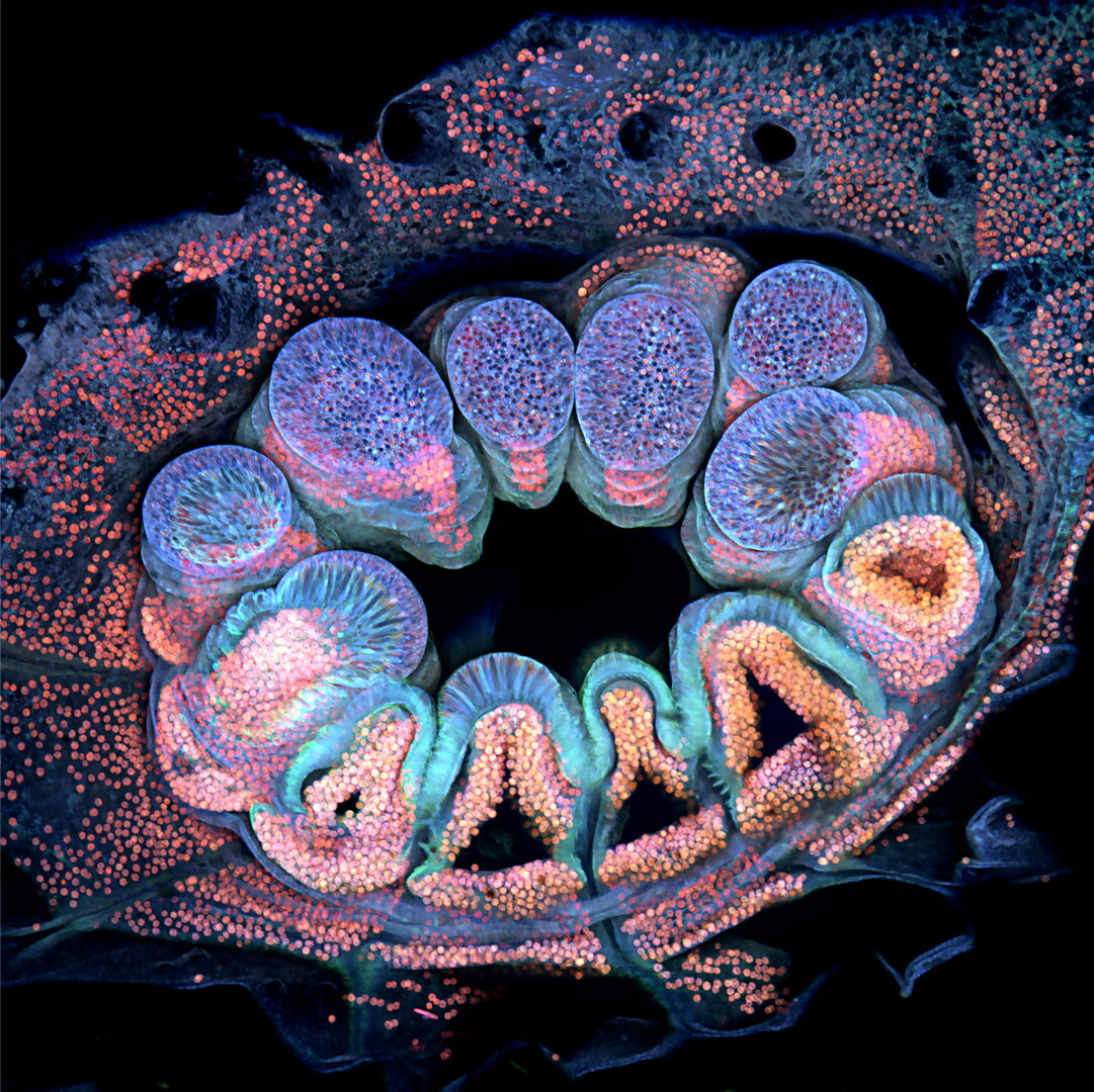A fluorescent single coral polyp Nikon Small World Brett M. Lewis