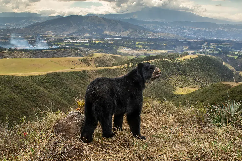 Wildlife photographer of the year winner, spectacled bear’s slim outlook by Daniel Mideros