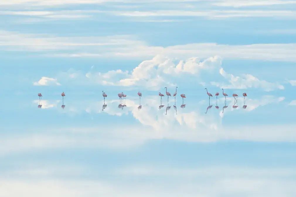 Wildlife Photographer of the Year, heavenly flamingos by Junji Takasago