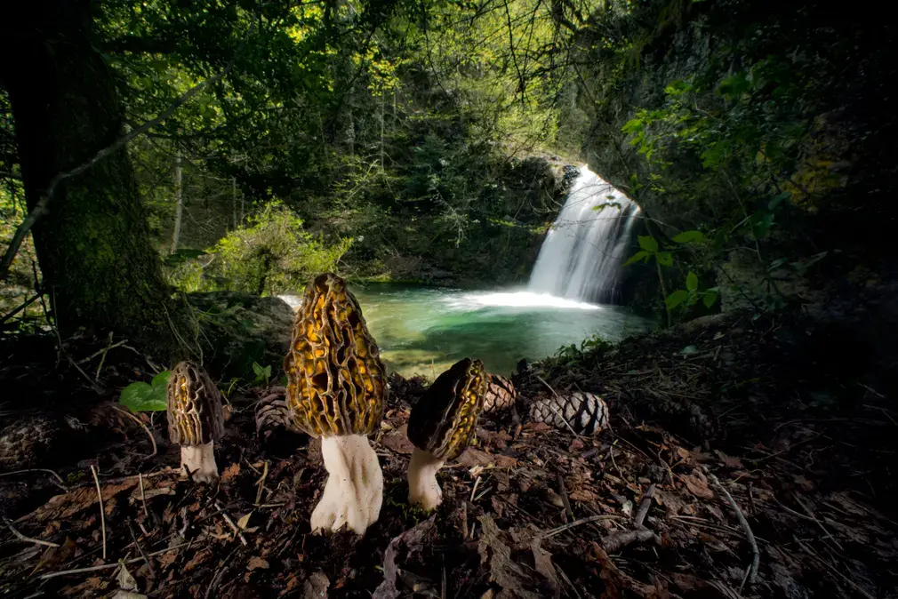 Wildlife Photographer of the Year, the magical morels by Agorastos Papatsanis