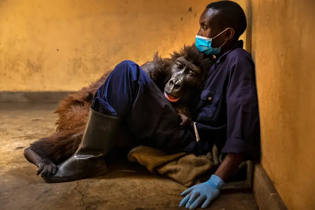 Wildlife photographer of the year winner, Ndakasi’s passing by Brent Stirton