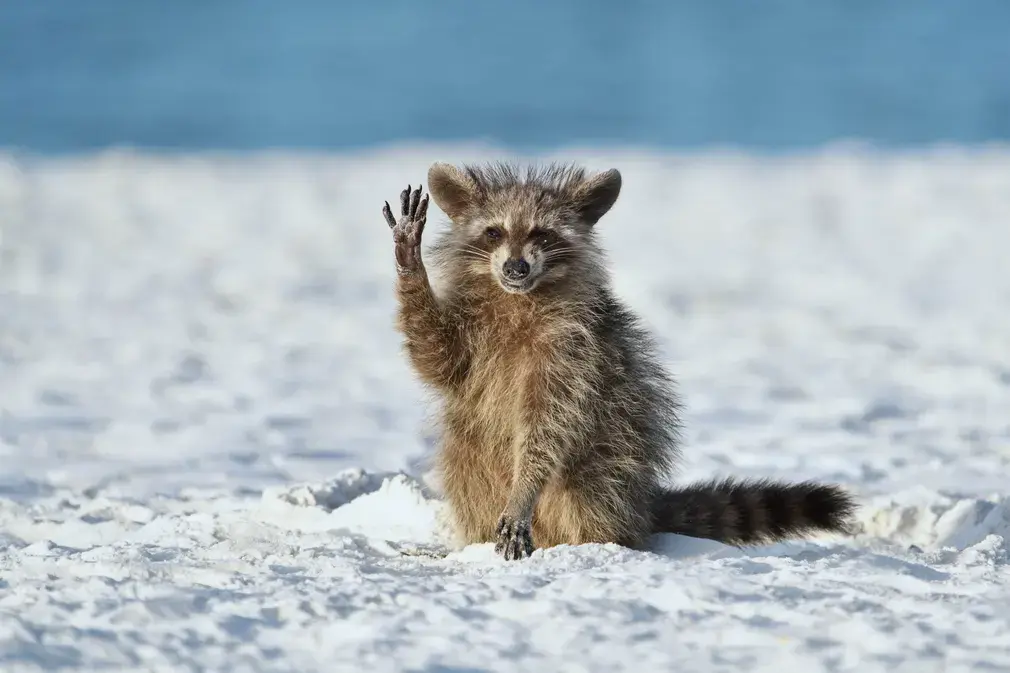 A raccoon on a Florida beach being fed shrimps