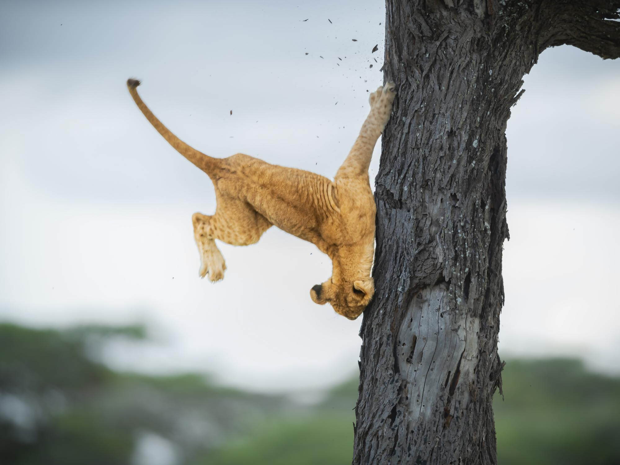 A three-month-old lion cub tries to descend a tree in Serengeti, Tanzania