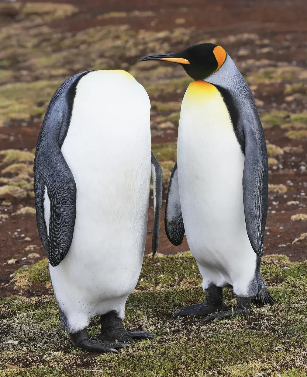 King penguins at Volunteer Point, East Falkland
