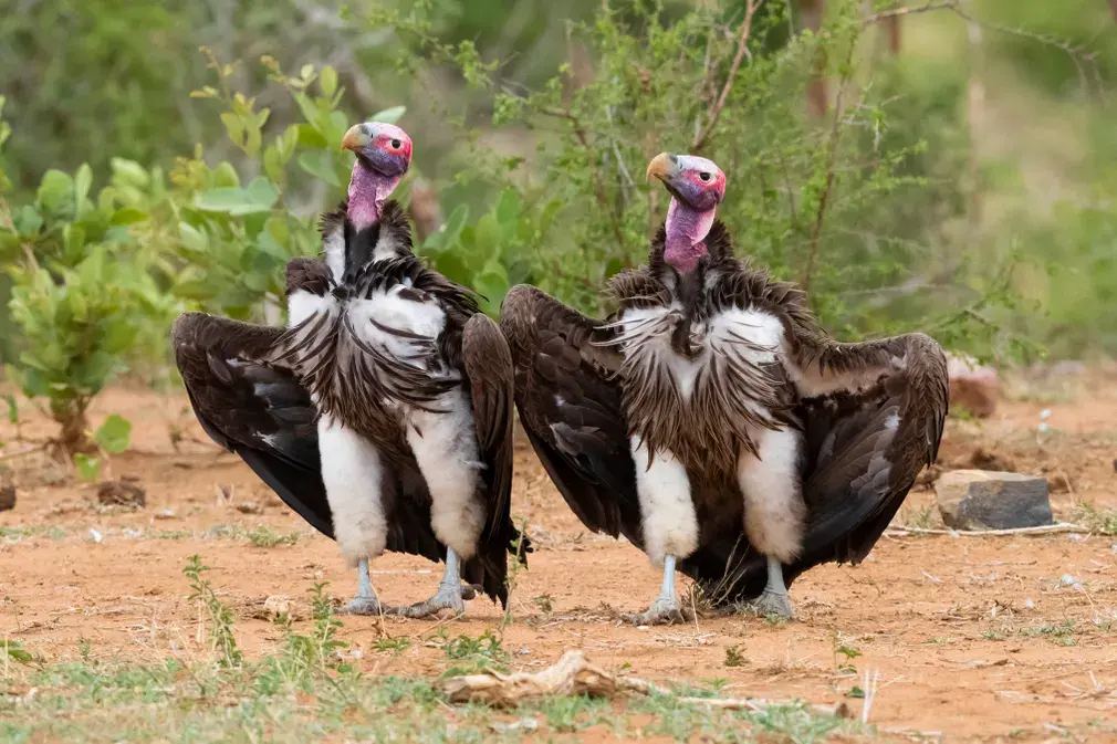 Lappet-faced vultures displaying on the ground, in Mpumalanga, South Africa