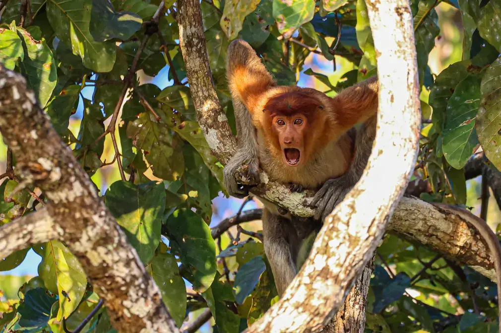proboscis monkey Kinabatangan River, in Sukau, Borneo