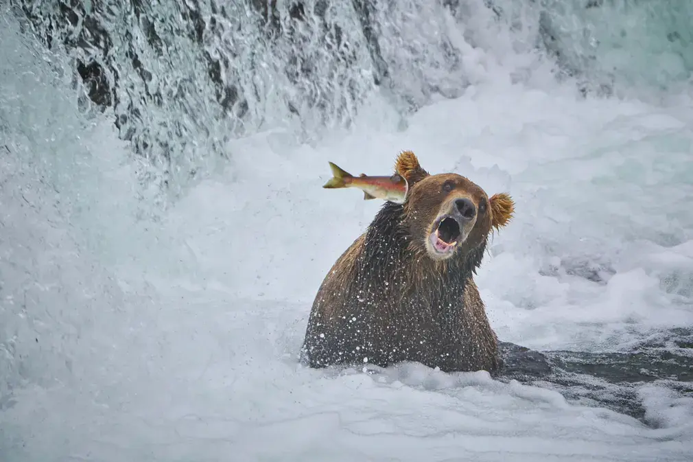 salmon bear slap Alaska