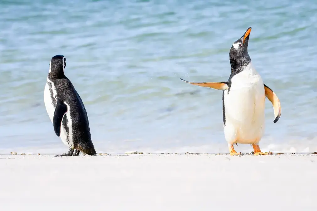 Two gentoo penguins hanging out on the beach on the Falkland Islands
