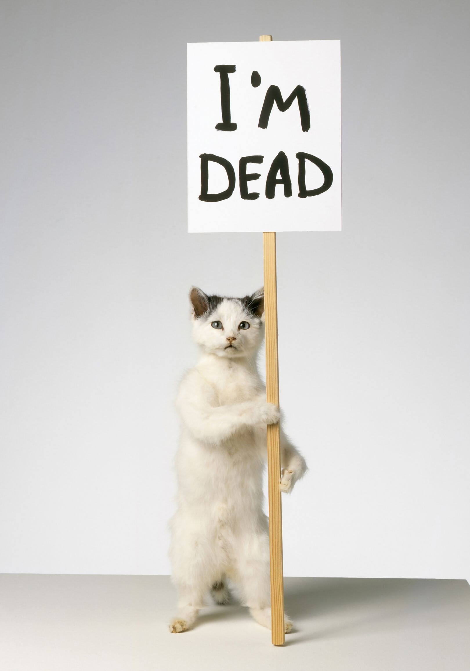 2. David Shrigley, I'm Dead, 2007, (c) David Shrigley. Courtesy the artist, The David and Indrė Roberts Collection and Stephen Friedman Gallery, London.
