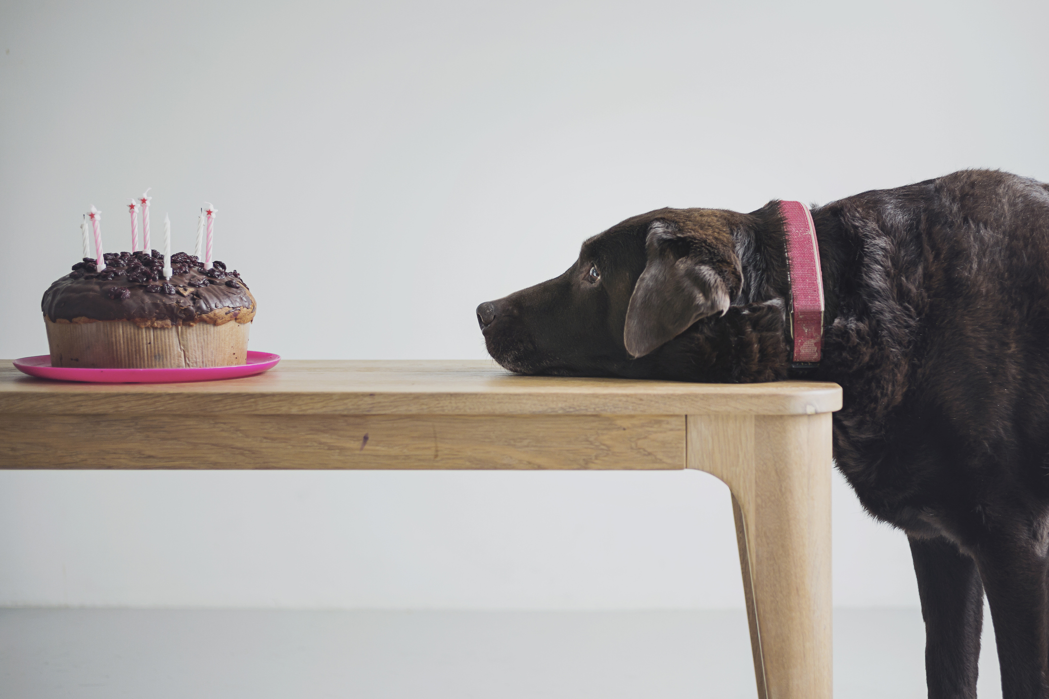 Dog eyeing up a Birthday Cake susie dent ten