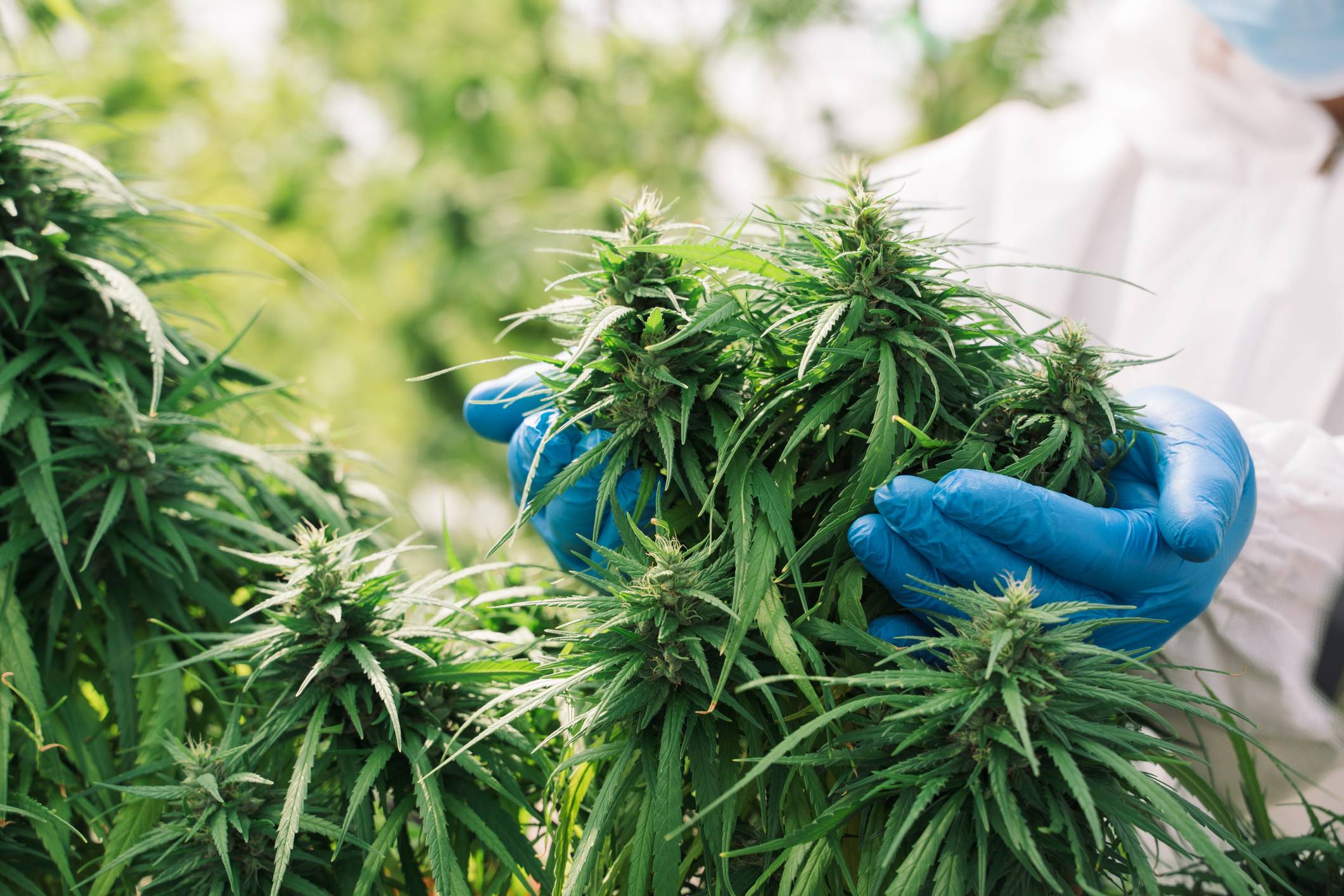 weed legalisation 420 