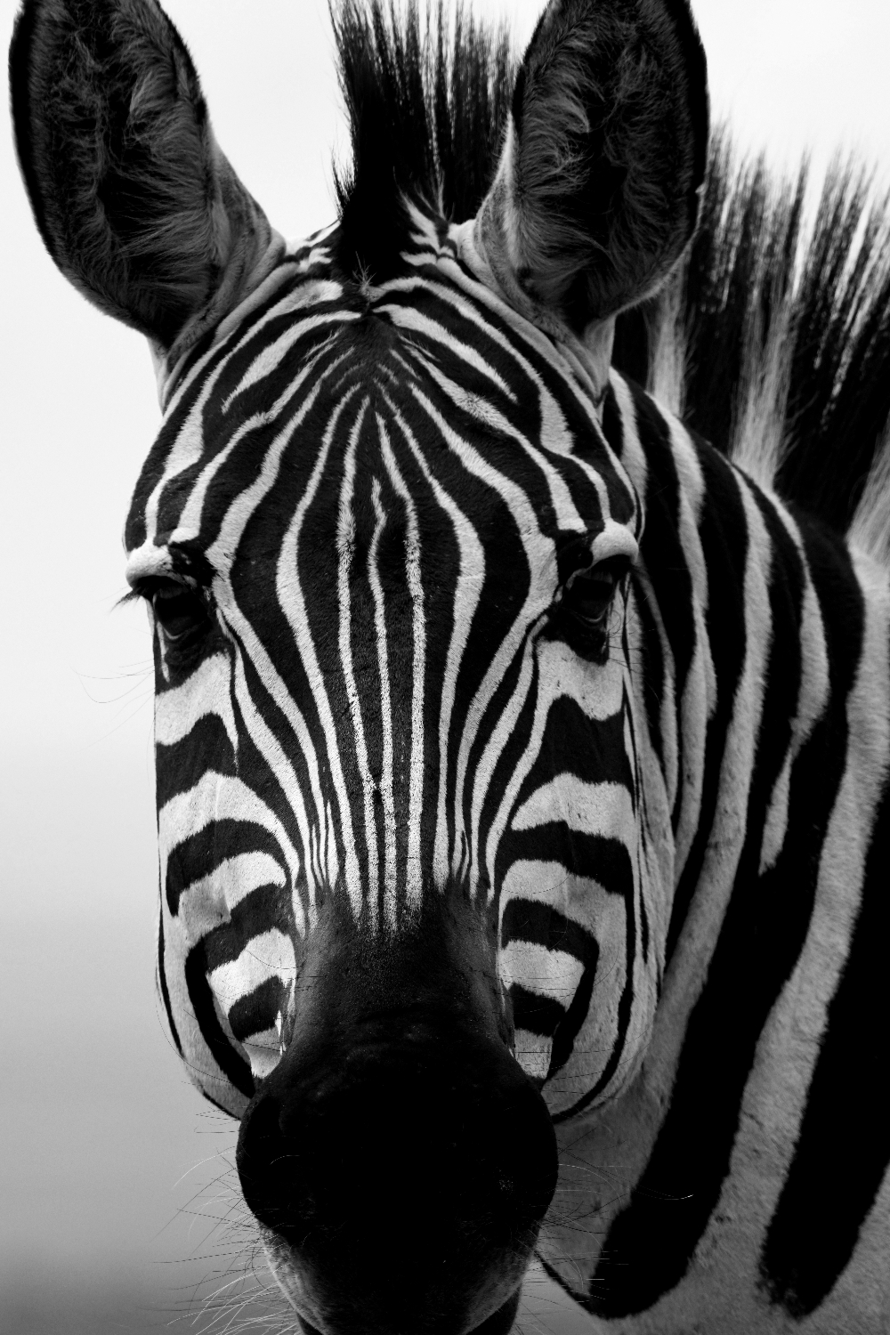 African Adventures Safari Photography 1 © Aline Coquelle