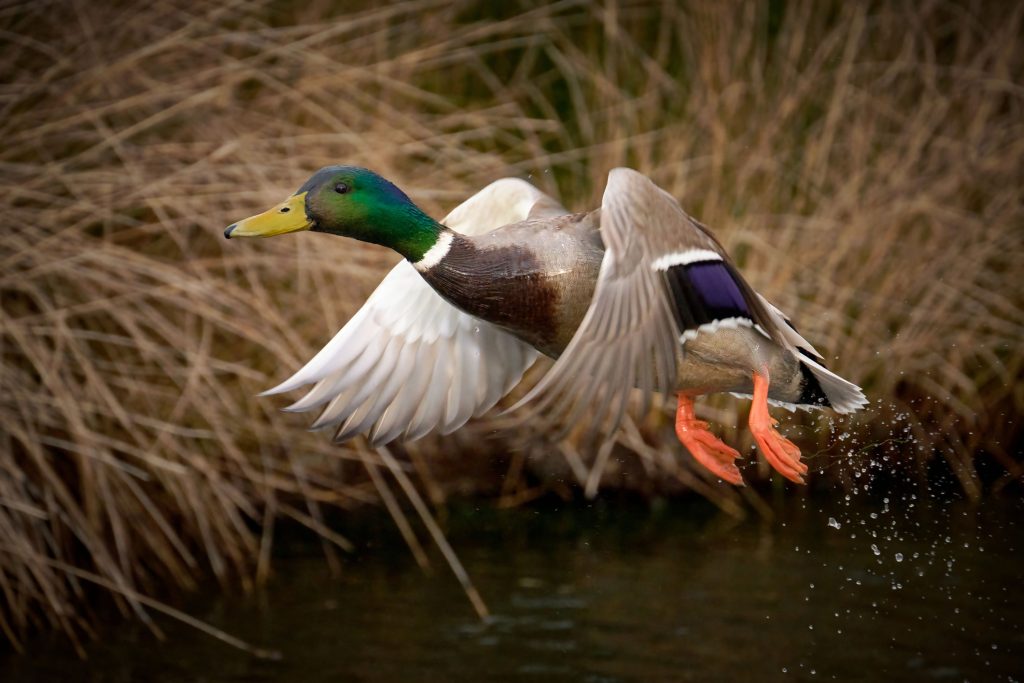 duck flying