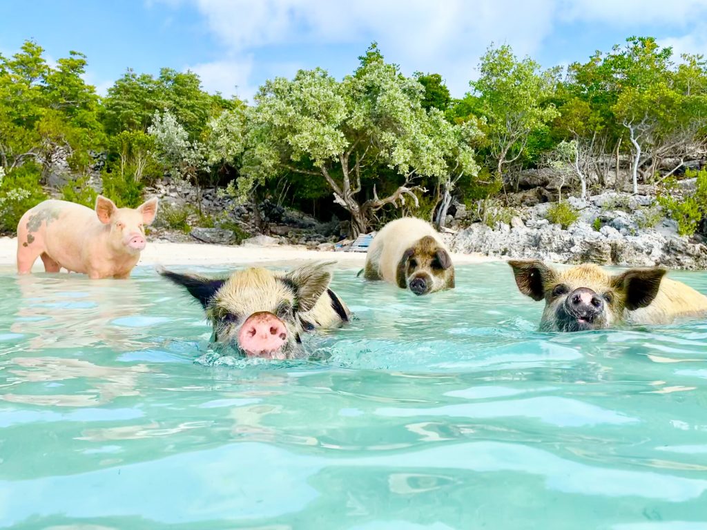 pigs swimming