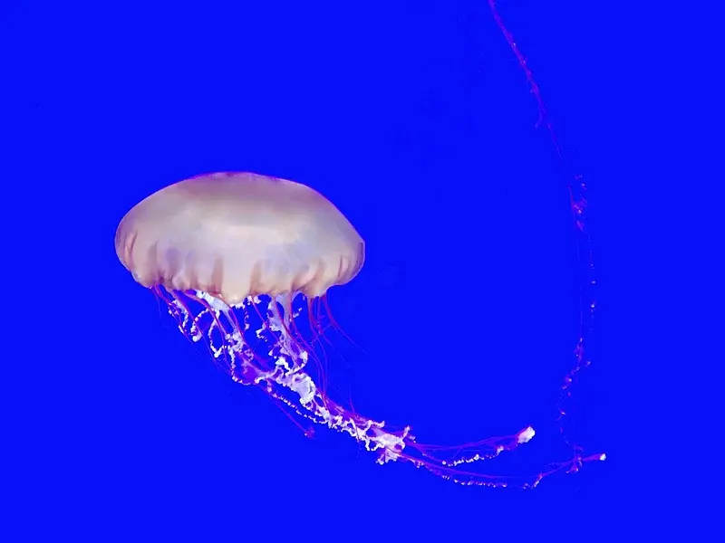 jellyfish susie dent